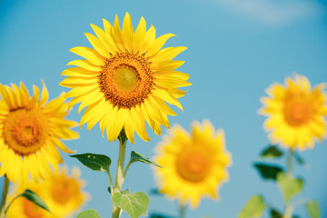 Sunflowers field in Thailand