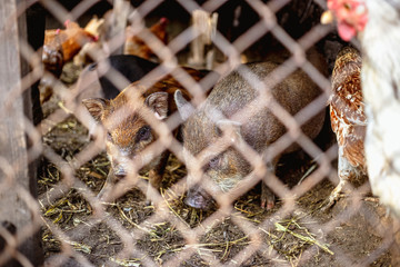 Vietnamese pigs behind a mesh fence on a farm.