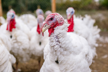 Breeding turkeys on a farm.