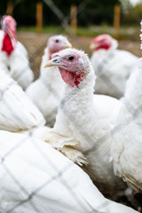 Turkeys from behind a metal fence on the farm