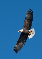 Fototapeta na wymiar Flying Eagle