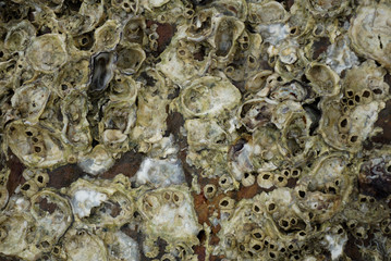 Barnacles on rocks at seashore