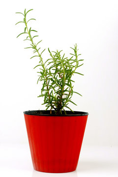 .Rosemary in a pot