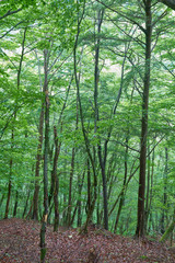 Fototapeta na wymiar 西沢渓谷の森