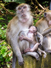 Obraz premium Macaque monkey breastfeeding her baby