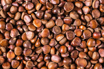 Ripe chestnuts close up.  Food background.