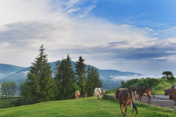 cows graze in the highlands in summer