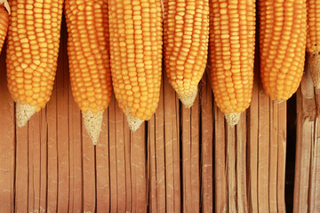 Dry corn cob hanging on bamboo rail at wooden wall with copy space.