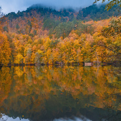 Soft view autumn landscape, autumnal park, fall nature.
