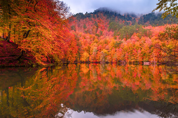 Soft view autumn landscape, autumnal park, fall nature.