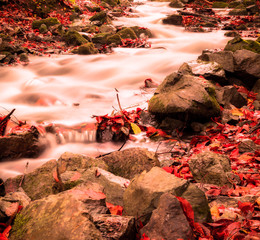 Soft view autumn landscape, autumnal park, fall nature.