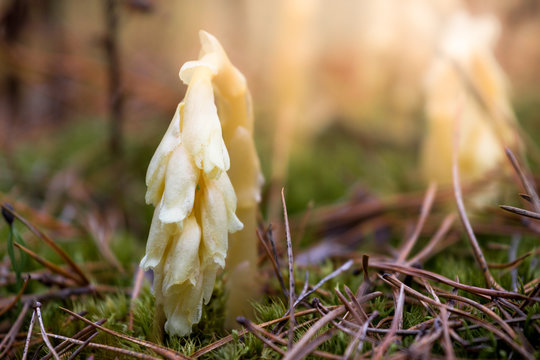 Hypopitys monotropa plant which gets its products through parasitism upon fungi rather than photosynthesis from spruce tree
