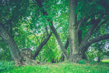 Green Crooked Trees in the Park Retro