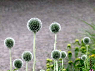 Thistle's bud