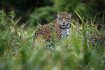 Fototapeta na wymiar American jaguar female in the nature habitat, panthera onca, wild brasil, brasilian wildlife, pantanal, green jungle, big cats