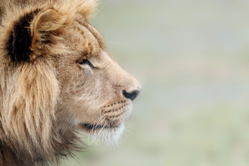 Beautiful young lion male in close detail. African wildlife behind the bars. Panthera leo. Great predator close up.