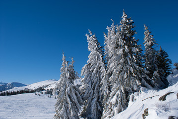 Winterwonderland