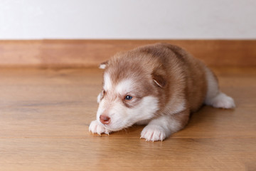 The little red puppy of breed the Alaskan Malamute lying on the floor and looks to the camera