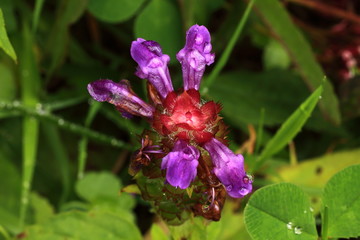 Late August in Shiga-kogen Highland, Nagano, Japan
