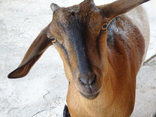 A goat close up in Malaysia, south east asia
