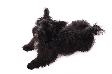 Adorable mixed breed dog isolated on white