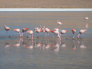 Flamingo