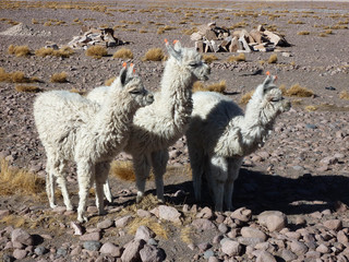 Lamas