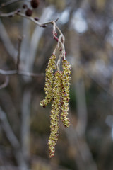 the flowers of the alder (catkins) in spring. flowers Alnus incana
