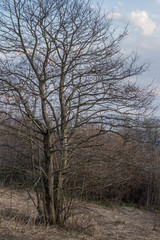 the flowers of the alder (catkins) in spring. flowers Alnus incana