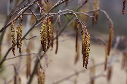 the flowers of the alder (catkins) in spring. flowers Alnus incana