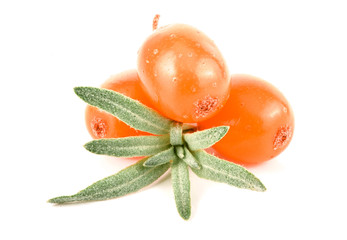 Sea buckthorn. Fresh ripe berry with leaves isolated on white background macro