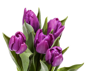 Bouquet of blooming spring flowers violet tulips on white background