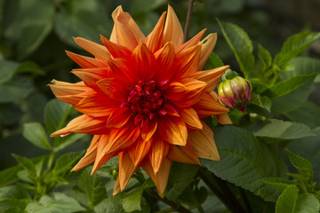 Beautiful dahlia fresh flower blossoming in the garden