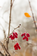 barberry brunches under the snow on the winter day