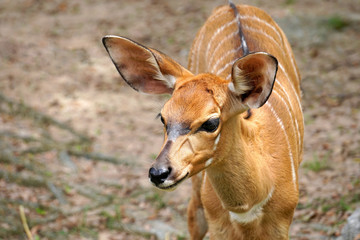 Antelope in the zoo