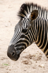 Fototapeta na wymiar Zebra head in the zoo