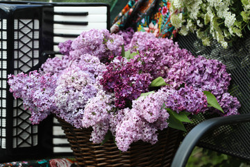 A bouquet of lilac in a wicker basket, an accordion on a garden bench in a spring garden. A bush of white spiraea in the background.