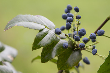 Bush of mahonia with leaves and berries. mahonia fruit