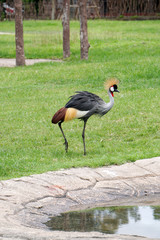 Crowned crane bird © NU sniper