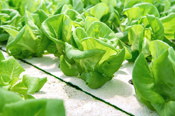 Organic hydroponic vegetable cultivation farm