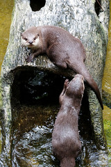 Cute Otter in the zoo