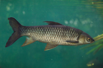 Hoven's carp (Leptobarbus hoevenii)