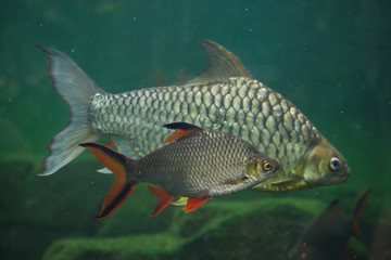 Fototapeta premium Tinfoil barb and the yellow eyed silver barb.
