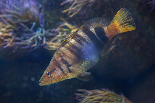 Painted comber (Serranus scriba)