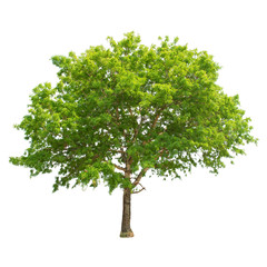 Fototapeta premium Tree isolated on white background