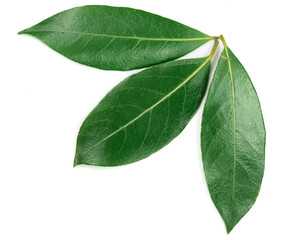 Obraz premium laurel leaf isolated on white background. Fresh bay leaves. Top view