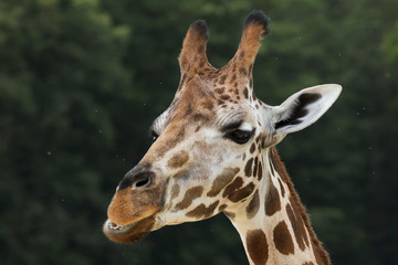 Rothschild's giraffe (Giraffa camelopardalis rothschildi)