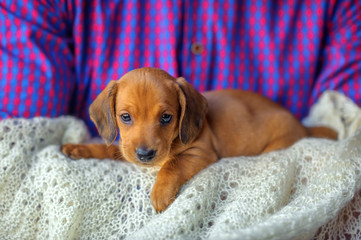 a handsome cute puppy of a dachshund lies with the owner on his hands and looks curiously at the camera.