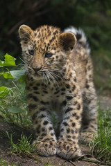 Fototapeta premium Amur leopard (Panthera pardus orientalis)