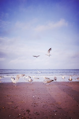 Vintage stylized picture of birds at a beach